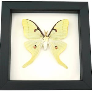 Real Framed Luna Moth Actias Luna Museum Taxidermy Classic Black ...