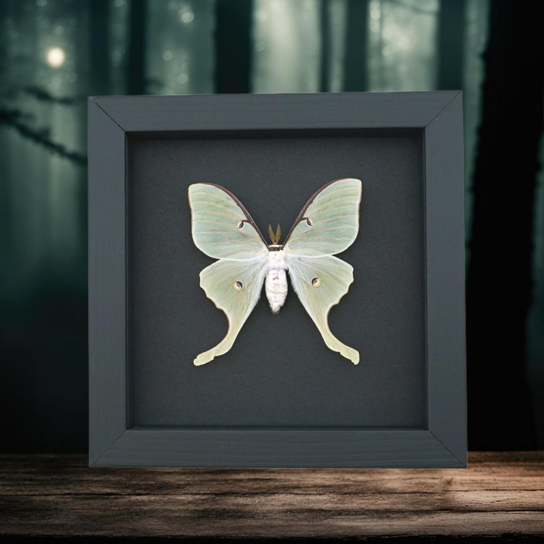 Luna Moth Framed Taxidermy Actias Luna Moonlight Display - Etsy