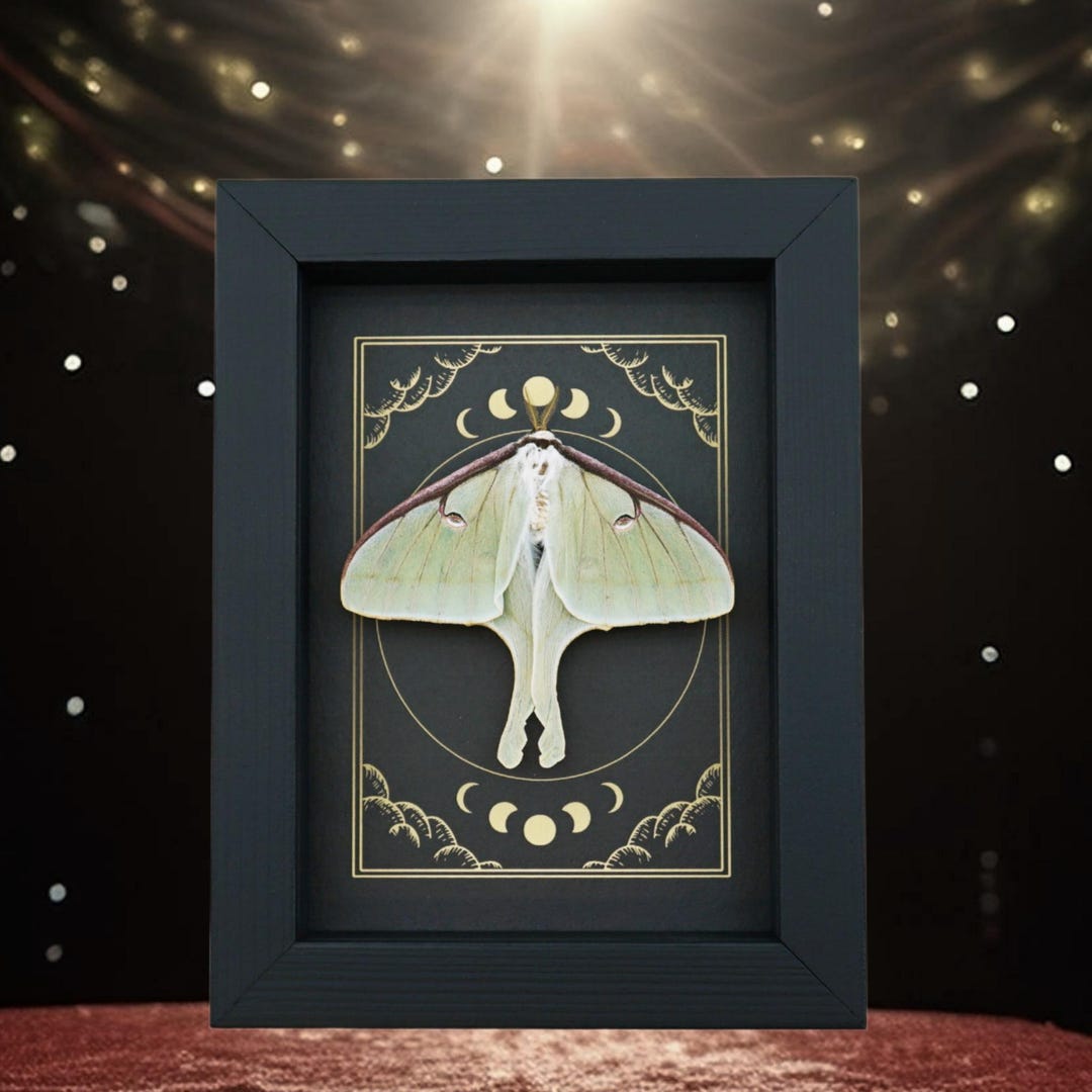 Real Luna Moth Celestial Moon Phases Actias Luna Resting Framed ...