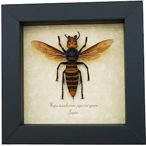 Jumbo Queen Murder Hornet Vespa Mandarinia Japonica XXL Asian Giant