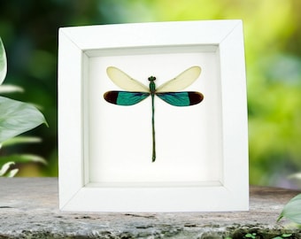 Emerald Green Damselfly Real Framed Insect Neurobasis chinensis Vibrant White Display