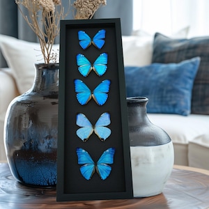 Framed Blue Morpho Butterfly Collection: Moonlight Display (6.5″ x 18″)