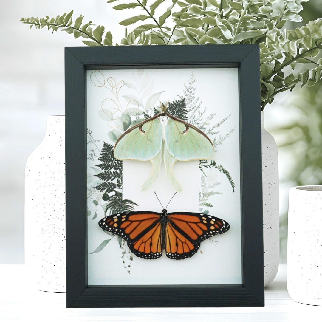 Real Framed Luna Moth Ferns Actias Luna Resting Taxidermy Display - Etsy