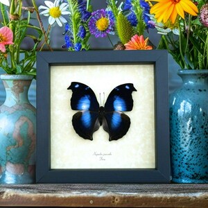 Real Framed Butterfly Blue Moonset Hookwing Napeocles jucunda Taxidermy Display