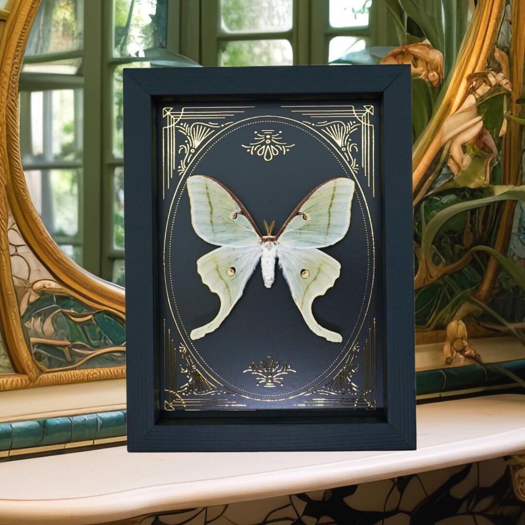 Real Luna Moth Gold Foil Victorian Actias Luna Framed Taxidermy Display ...