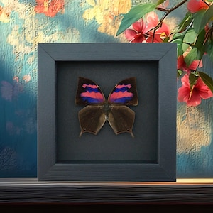 Real Pink Framed Butterfly Anaea nessus Taxidermy Moonlight Display