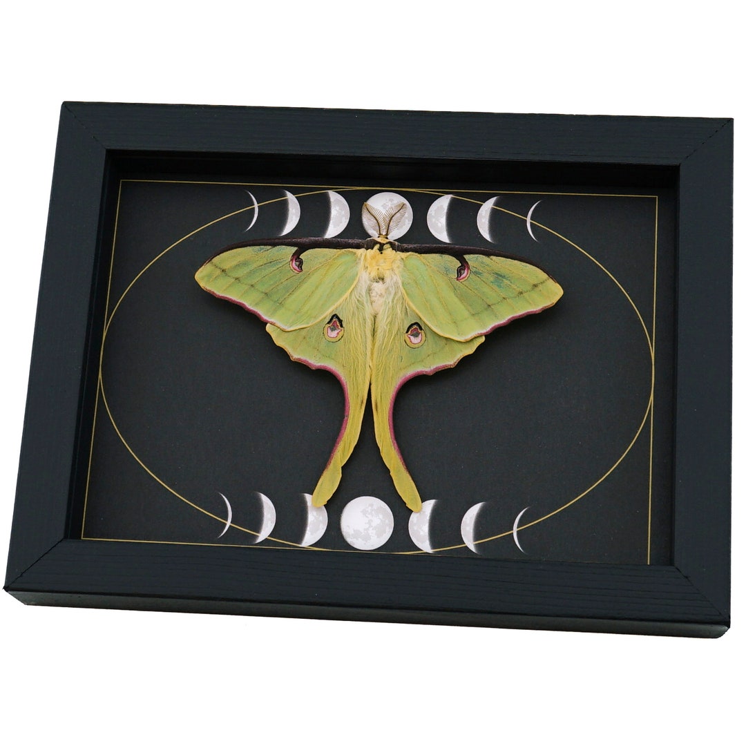 Real Luna Moth Gothic Moon Phases Actias Luna Rubromarginata - Etsy