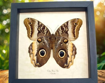 Giant Owl Mimic Butterfly Caligo atreus ajax Verso Framed Taxidermy Display
