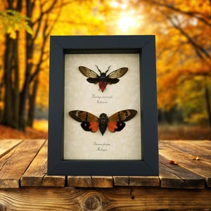 Orange Red Devil Cicada Collection Framed Insect Taxidermy Display