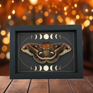 Real Resting Moth Moon phases Hyalophora cecropia Female XL Framed Taxidermy Display
