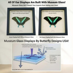 The image is a collage of three images, each depicting a butterfly with a different display method: without museum glass, with museum glass, and with museum glass. The images show the butterfly's wings and body, highlighting the benefits of using museum glass to prevent insects from fading over time.