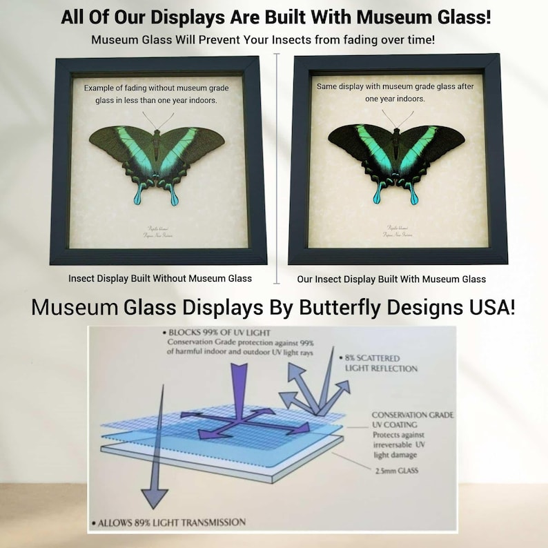 The image is a collage of three images, each depicting a butterfly with a different display method: without museum glass, with museum glass, and with museum glass. The images show the butterfly's wings and body, highlighting the benefits of using museum glass to prevent insects from fading over time.