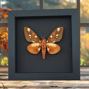 Citheronia regalis Royal Walnut Moth Framed Taxidermy Moonlight Display