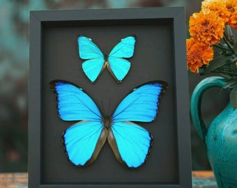 Framed Butterfly Art: Blue Morpho Aega & Didius - Museum Glass