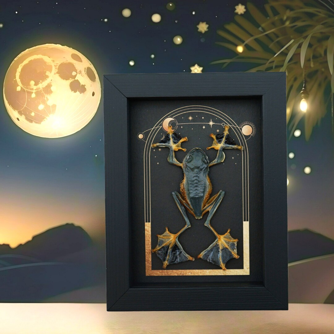 Cosmic Frog Real Flying Parachute Tree Frog Celestial Moon Stars Sun ...