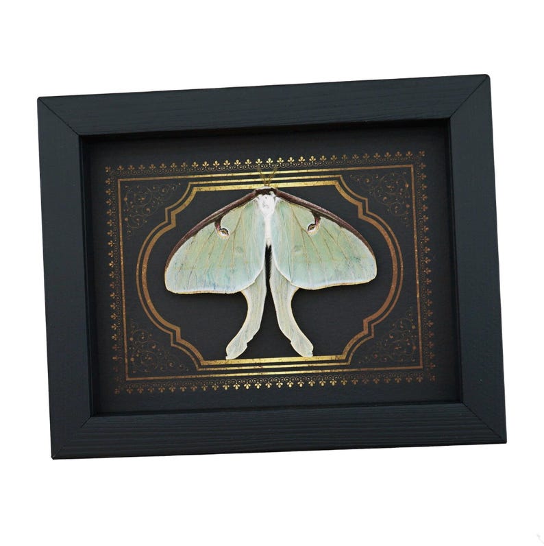 Real Framed Luna Moth Gothic Border Actias Luna Resting Taxidermy ...