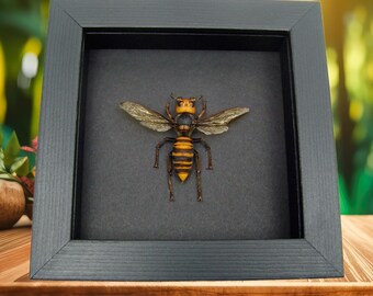 Framed Murder Hornet: Asian Giant Vespa Mandarinia - Black Wood Frame