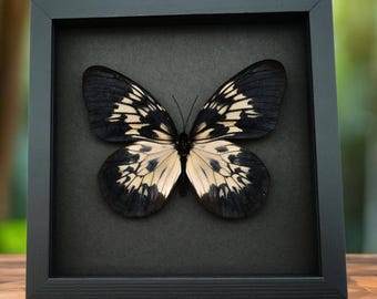 Framed Tree Nymph Butterfly: Idea tambusisiana hideoi, Moonlight Display