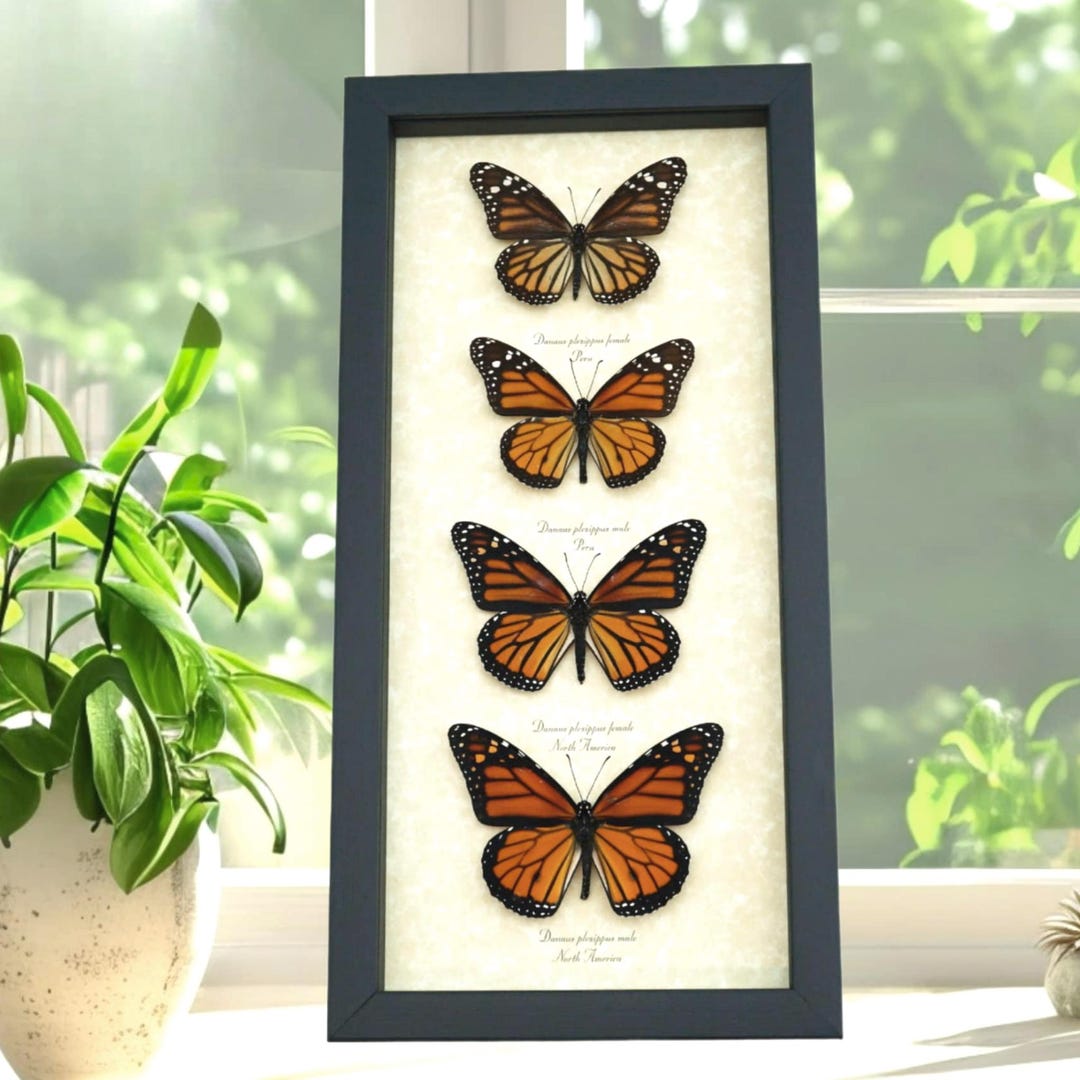 Monarch Butterfly Collection Real Framed Butterflies Danaus Plexippus ...