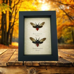 Red Devil Cicada Collection Huechys incarnata Pair Framed Insect Taxidermy Display