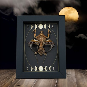 Real Dead Leaf Praying Mantis Gothic Moon Phases Framed Deroplatys lobata Insect Taxidermy