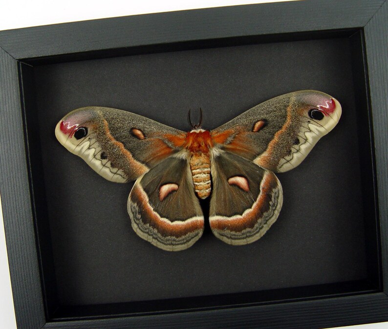 Resting shops Hyalophora cecropia Moth XXL Female Excellent Color Framed Moonlight Display