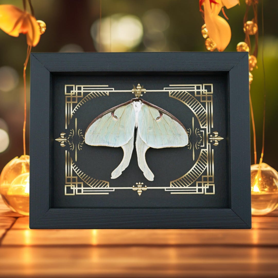 Real Luna Moth Gothic Scrolls Actias Luna Resting Framed Taxidermy ...