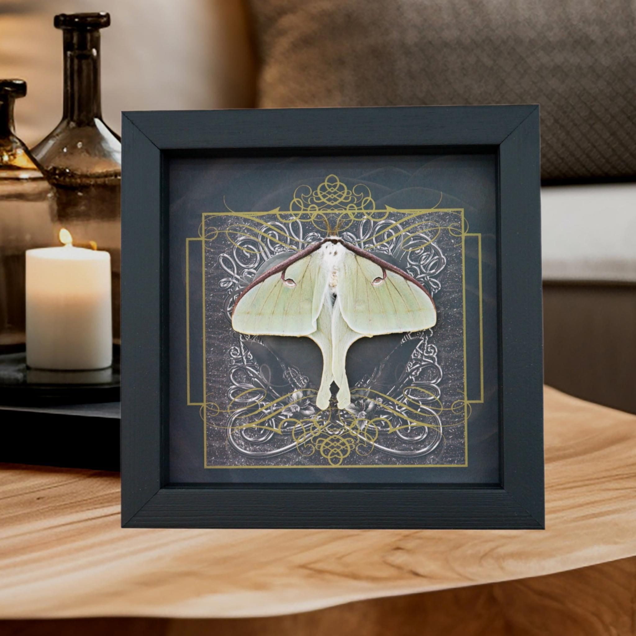 Real Framed Luna Moth Gothic Black Heart Actias Luna Resting Taxidermy ...