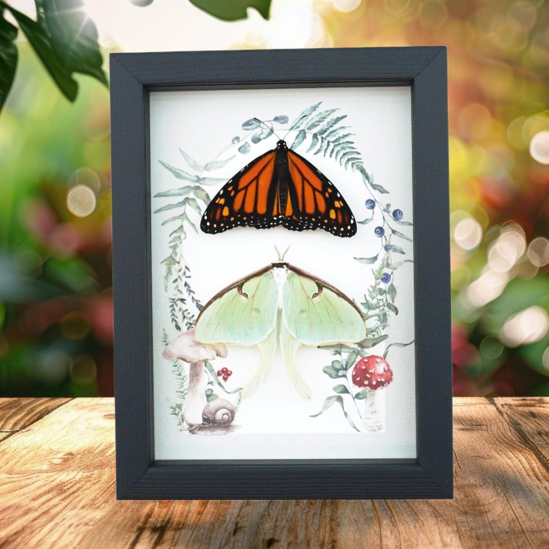 Monarch Butterfly Luna Moth Collection Real Framed Taxidermy Display - Etsy