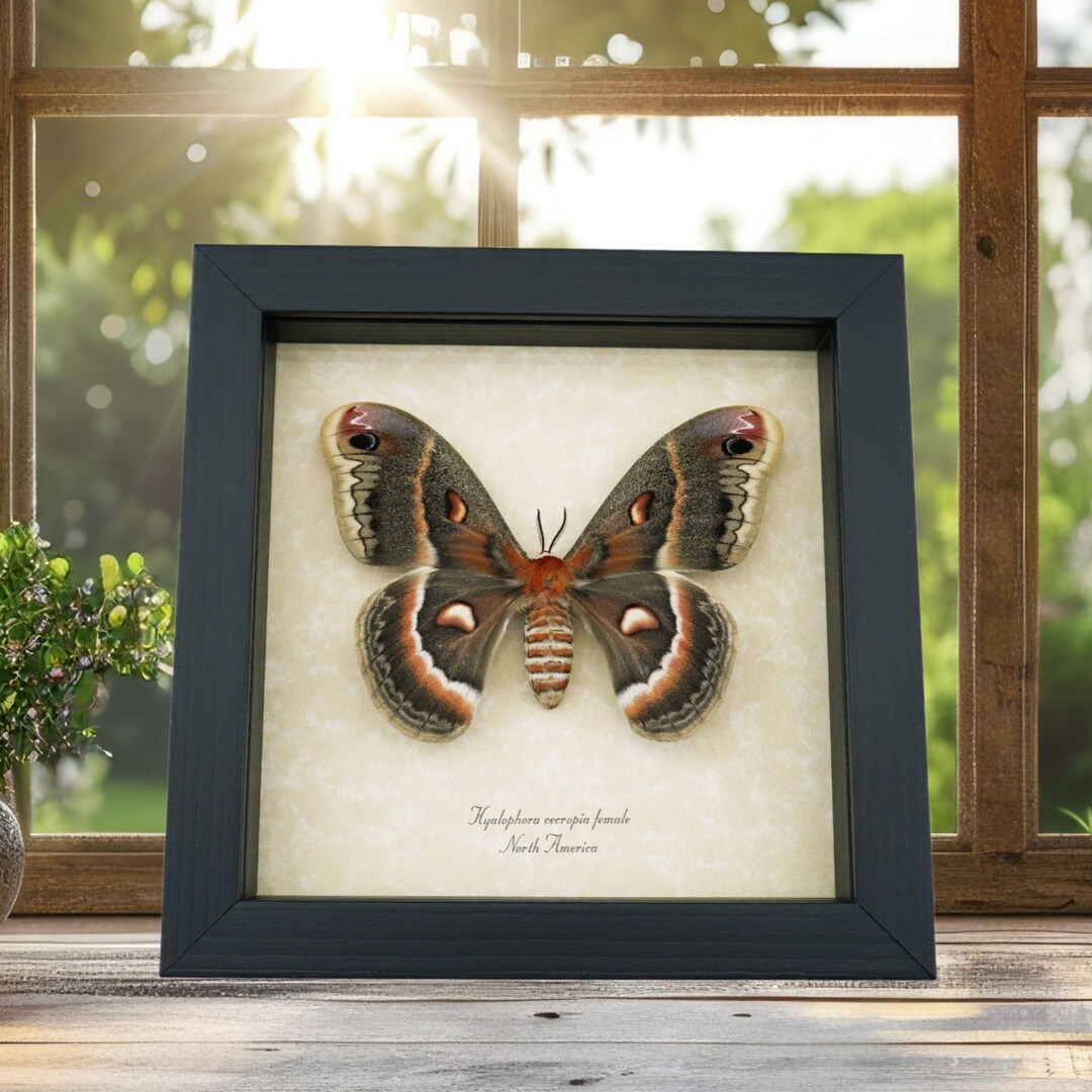 Cecropia Moth Hyalophora Cecropia Female Silk Moth Framed North ...