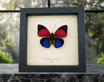 Very Rare Female Fuchsia Brush-footed Butterfly Framed Taxidermy