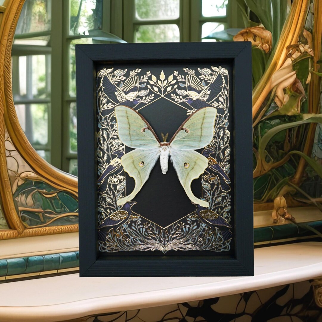Luna Moth Gold Foil Gothic Ravens Real Framed Actias Luna Taxidermy ...
