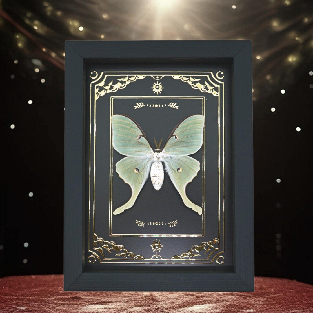 Real Framed Luna Moth Gold Foil Celestial Actias Luna Taxidermy Display ...