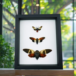 Cicada Trio Collection Framed Insect Taxidermy Classic Black Display