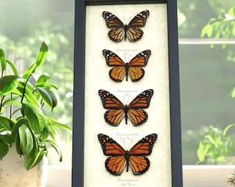 Monarch Butterfly Collection Real Framed Butterflies Danaus plexippus Taxidermy Display