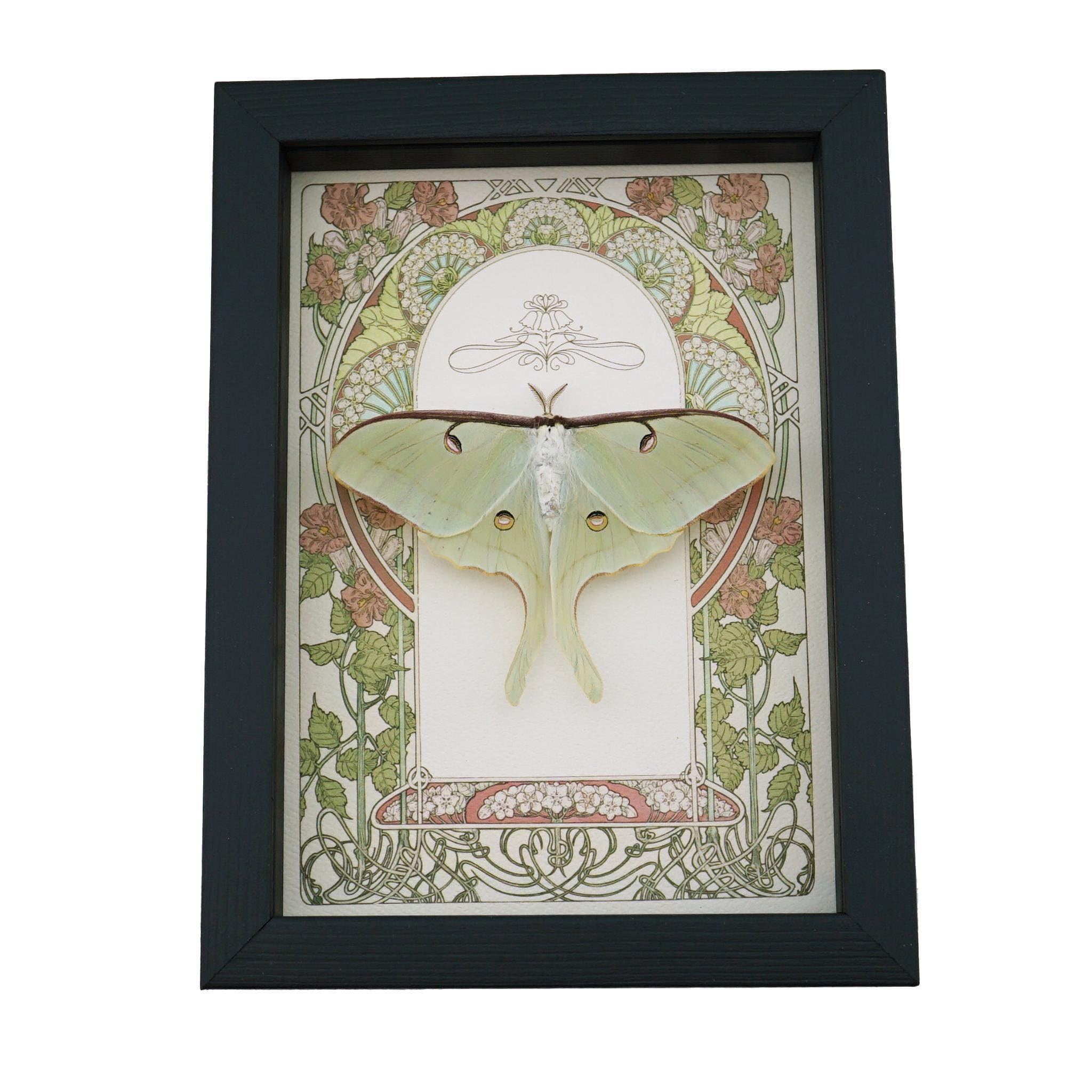 Real Luna Moth Art Nouveau Actias Luna Female Resting Framed Taxidermy ...