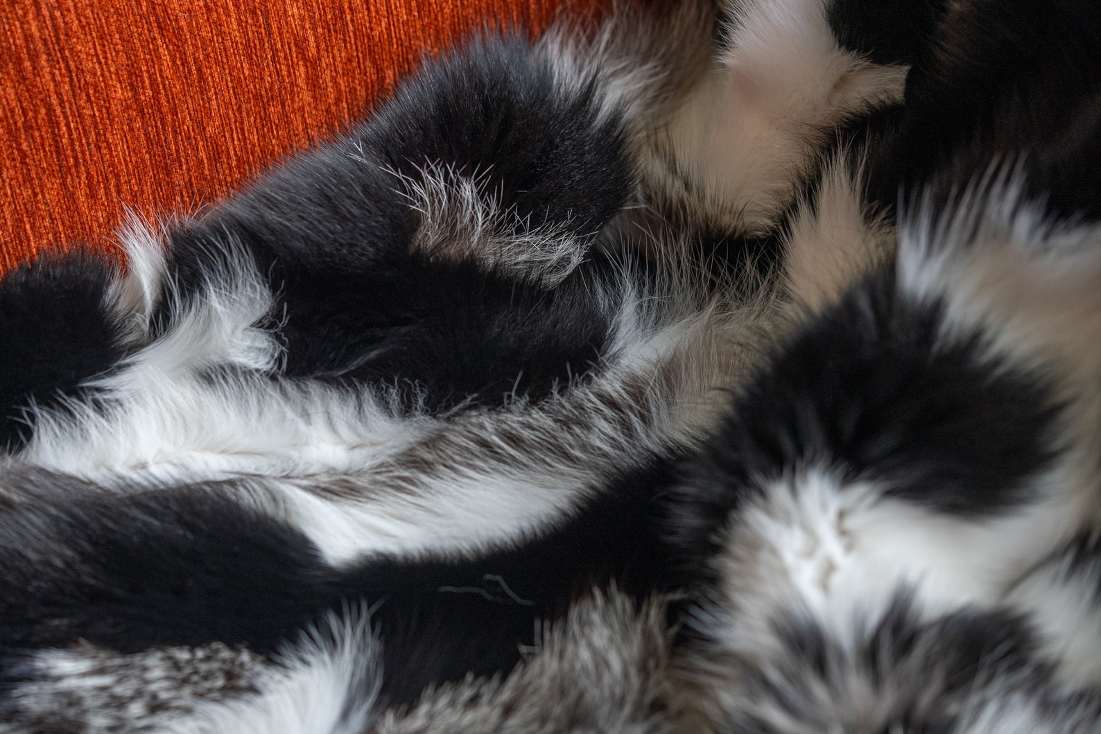 Real Fox Throw Blanket/modern Elegant/fur Throw Blanket/white Black