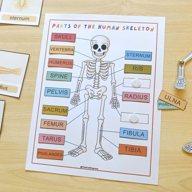 Human Skeleton Bones Unit Study Busy Book Printables Preschool Prek ...