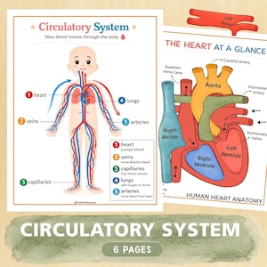 May include: Educational posters detailing the human circulatory system and heart anatomy. The charts feature a diagram of a child with labeled blood vessels, lungs, and heart, alongside a detailed illustration of the heart's internal structures.