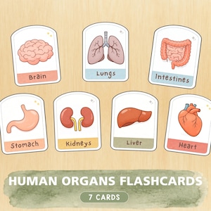 May include: Seven educational flashcards featuring colorful illustrations of human organs including the brain, lungs, intestines, stomach, kidneys, liver, and heart. Each card displays the organ name in text. The set is labeled Human Organs Flashcards.