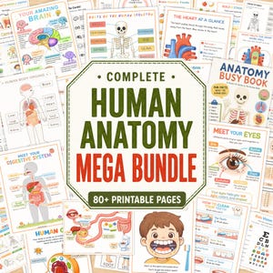 Puede incluir: Una colección de pósteres educativos de anatomía con ilustraciones coloridas del esqueleto humano, órganos, sistema digestivo, corazón, ojos y dientes, con el texto central Complete Human Anatomy Mega Bundle 80+ Printable Pages.