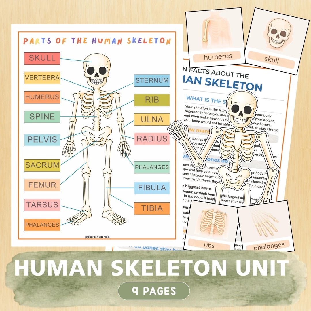 Human Skeleton Bones Unit Study Busy Book Printables Preschool Prek ...