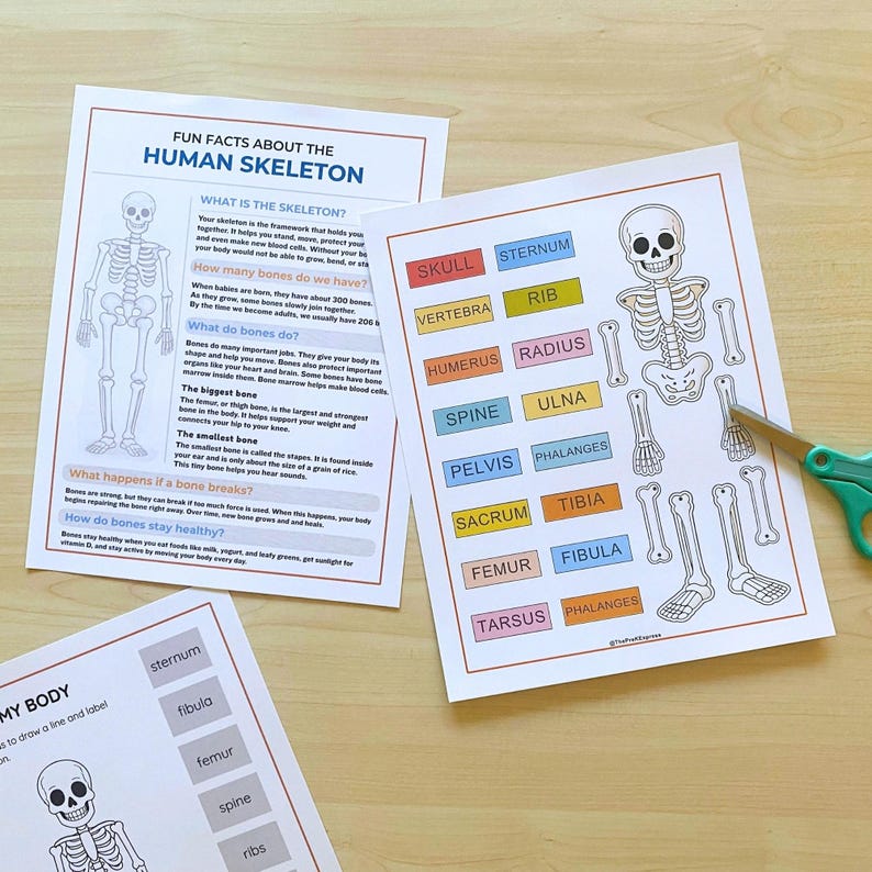Human Skeleton Bones Unit Study Busy Book Printables Preschool Prek ...