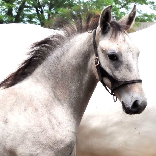 Lipizzan Foal Photo - White Horse Photo - Animal Photo - Farm Photography - Nature Photography - Country Photos - Kid's Room - Wall Decor