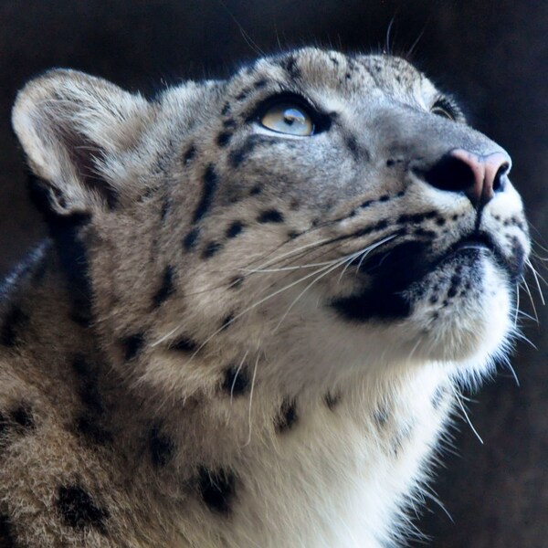 Snow Leopard Photo - Fine Art Photography - Snow Leopard Photography - Snow Leopard Poster - Big Cat Photo - Wildlife Photography - Original