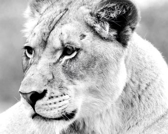 Lioness Portrait, Black and White Photography, African Lioness, Lion Photography, Original Photography, Big Cat photos
