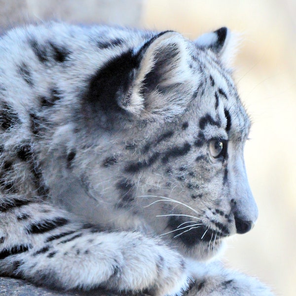 Snow Leopard Cub, Wildlife Photo, Snow Leopard Photography, Snow Leopard Wall Art, Snow Leopard Poster, Big Cat Photo, Baby Animal, Nursery