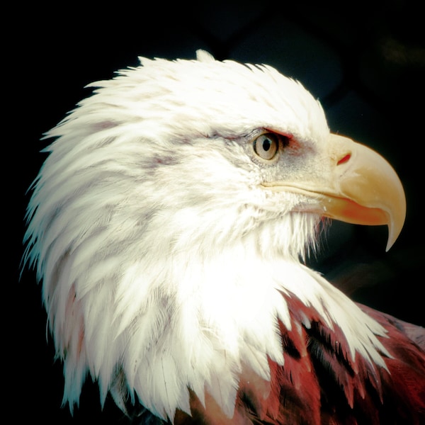 American Bald Eagle, Patriotic Photography, Bird Photography, Nature Photography, Wall Art, Original Photography, Wall Decor, USA Pride