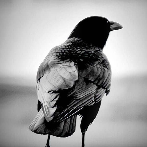 Crow Photography, American Crow Photos, Black and White Photography, Bird Photos, Nature Photos, Wildlife Photography, Mystical