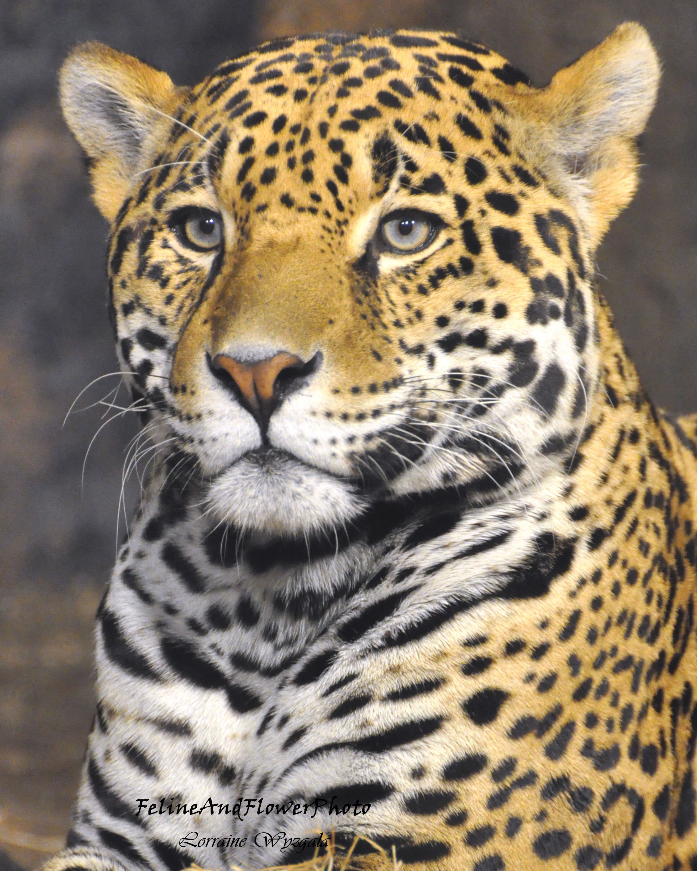 Jaguar Photography Jaguar Wall Art Jaguar Photos Animal - Etsy
